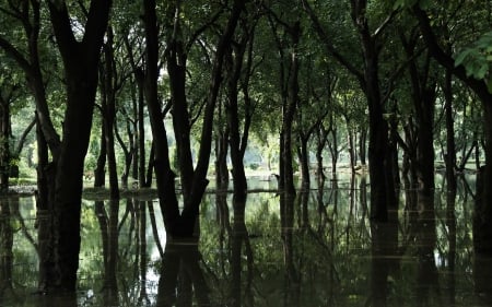 In the Water Filled Forest - water, deam, forest, light, reflection, leaves, nature, trunks, dusk, daytime, limbs