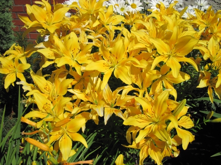 Flowers on a walking day 25 - Lily, yellow, Flowers, photography