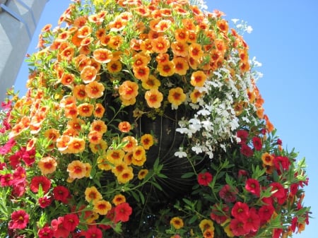 Flowers on a walking day 27 - red, photography, petunias, orange, green, flowers, basket