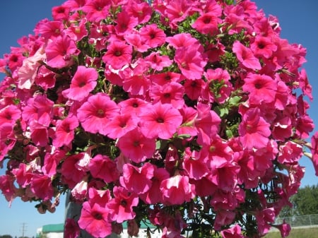 Flowers on a walking day 28 - pink, photography, green, petunias, flowers, basket