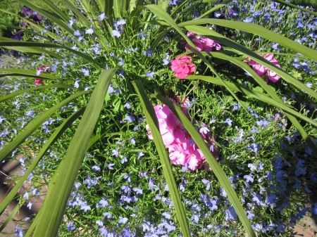 Flowers on a walking day 29 - green, flowers, pink, photography