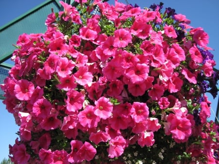 Flowers on a walking day 30 - pink, red, photography, petunias, green, flowers, basket