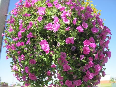 Flowers on a walking day 31 - pink, photography, green, petunias, flowers, basket