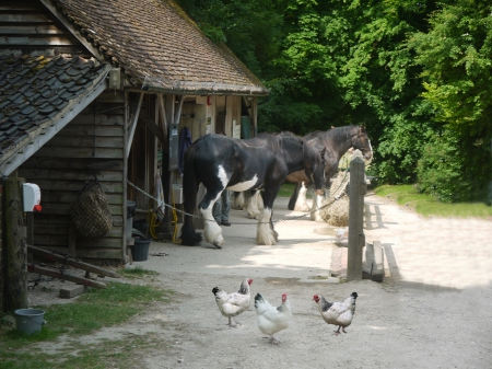 Working Shire Horses 1 - Shires, Sussex, Weald, Past Times