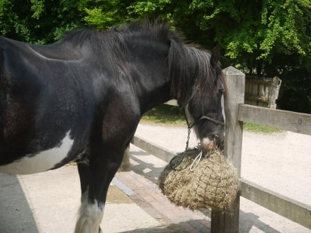 Working Shire Horses 2 - weald, sussex, shire horses, past times