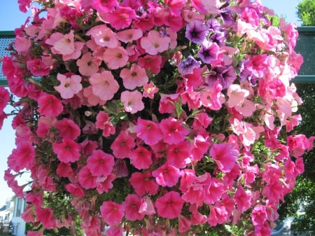 Flowers on a walking day 33 - pink, red, photography, petunias, green, flowers, basket