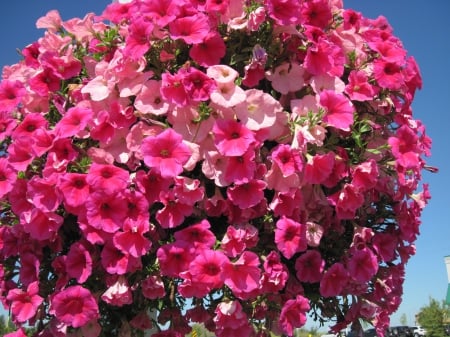 Flowers on a walking day 35 - pink, red, photography, petunias, green, flowers, basket