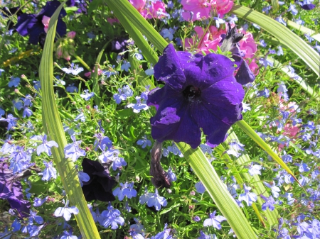 Flowers on a walking day 36 - Purple, Flowers, green, photography, Petunias, pink