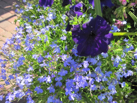 Flowers on a walking day 38 - purple, photography, blue, green, petunias, flowers