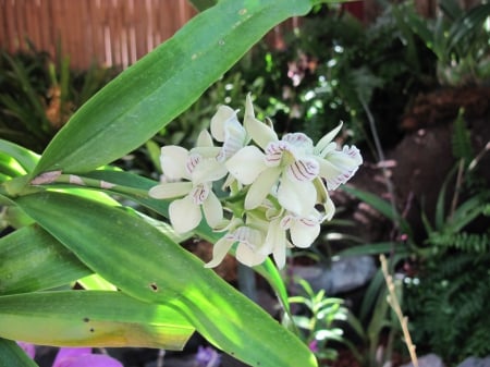 Flowers on a walking day 39 - Orchids, white, Flowers, garden, green, photography