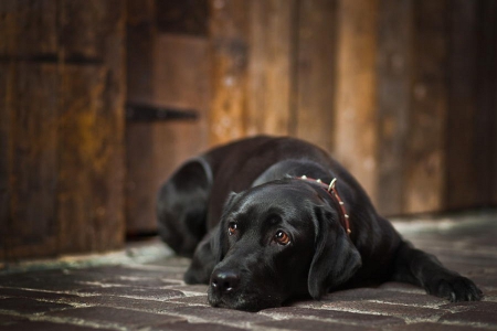 Dog - face, pretty, playful dog, cute, animals, beautiful, sweet, puppy, playful, dogs, puppies, lovely, dog face