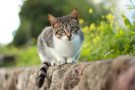 Cat - pretty, cat face, sleepy, paws, kitten, cats, face, sleeping, hat, beautiful, beauty, lovely, sweet, cat, cute, animals, kitty