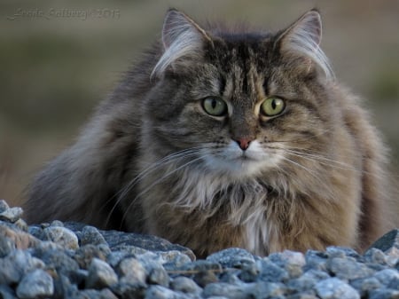 Cat - sleepy, cute, beautiful, cat, sleeping, kitty, cats, hat, cat face, paws, face, animals, pretty, beauty, sweet, kitten, lovely