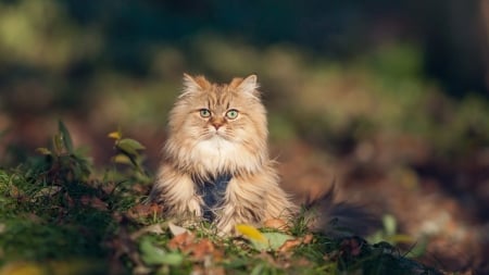 Autumn Cat - nature, autumn, animals, cats