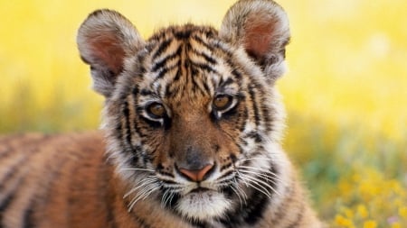 Baby Tiger - tigers, cats, animals, baby