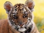 Baby Tiger