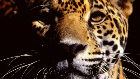 Leopard - leopard, animals, cats, kitty