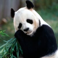 Panda Bear