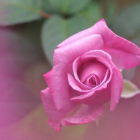 Single Pink Rose