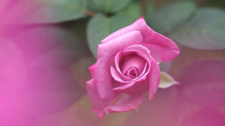 Single Pink Rose - nature, flowers, roses, pink