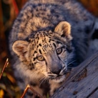 Snow Leopard Cub