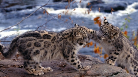 Snow Leopard Cubs - cubs, cats, wild, snow, animals, leopards