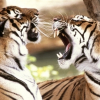 Tigers