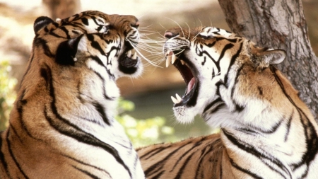 Tigers - animals, cats, tigers, wild