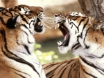 Tigers