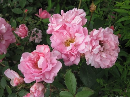 Flowers on a walking day 52 - pink, photography, green, flowers, rose, garden