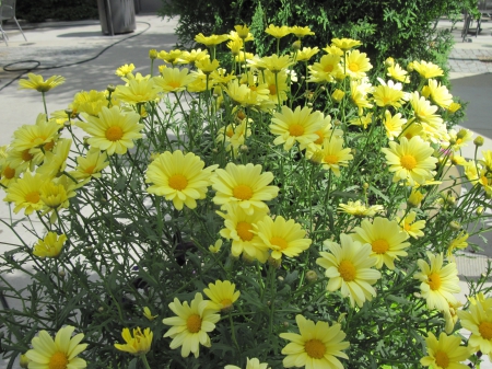 Flowers on a walking day 57 - Flowers, yellow, garden, green, photography, Daisies