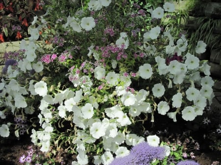 Flowers on a walking day 61 - white, Flowers, purple, photography, petunias