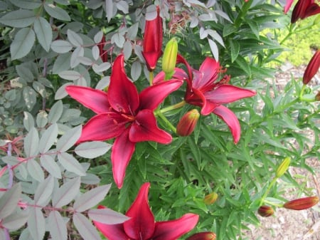 Flowers on a walking day 62 - Flowers, wine color, garden, green, Lily