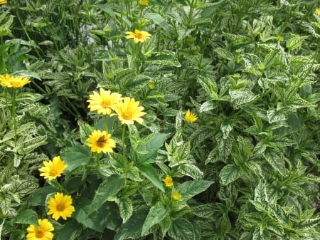 Flowers on a walking day 63 - yellow, photography, green, flowers, daisy, garden