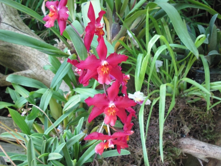 Flowers on a walking day 65 - Orchids, Flowers, garden, red, green, photography