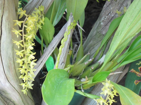 Flowers on a walking day 69 - orchids, yellow, photography, green, flowers, leaf