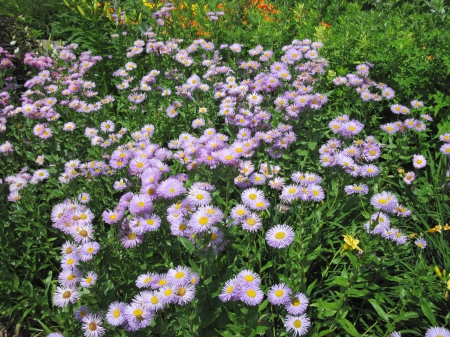 Flowers on a walking day 72 - purple, photography, green, flowers, daisy, garden