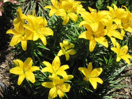 Flowers on a walking day 73 - lilies, yellow, photography, green, flowers, garden