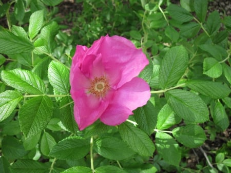 Flowers on a walking day 80 - pink, photography, green, flowers, leaf, garden