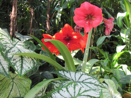 Flowers on a walking day 81 - lily, red, photography, green, flowers, garden