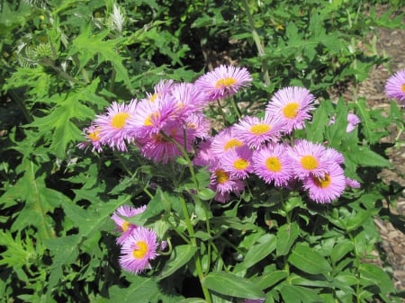 Flowers on a walking day 90 - pink, photography, green, leaf, daisy