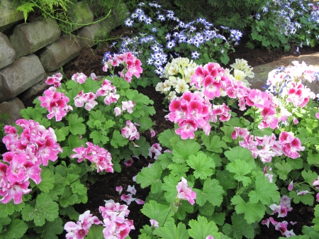 Flowers on a walking day 91 - Flowers, garden, green, photography, pink, geranium