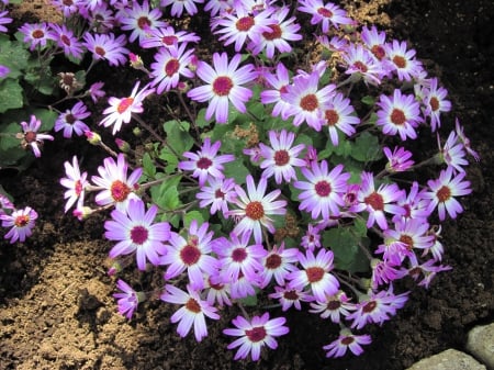 Flowers on a walking day 93 - purple, photography, green, flowers, daisy, garden