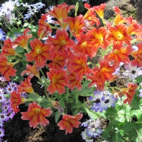 Flowers on a walking day 94