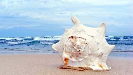 lone shell - beauty, beach, ocean, seashell, photography, water, summer, tropical, waves, nature, blue, sand