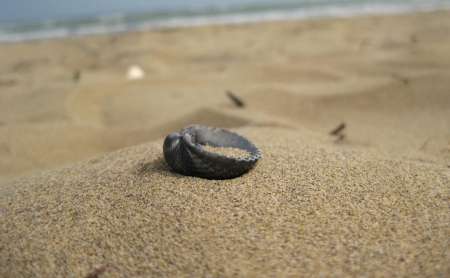 Shell - shell, shells, sand, beach