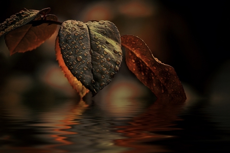 Leaf - water, reflection, leaf, leaves