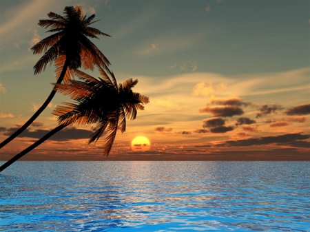 Beach Sunset - palms, sunset, nature, beach, sea