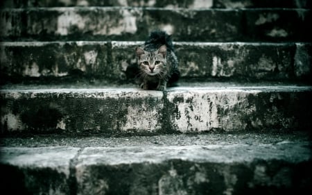 Cat - sleepy, cute, beautiful, cat, sleeping, kitty, cats, hat, cat face, paws, face, animals, pretty, beauty, sweet, kitten, lovely