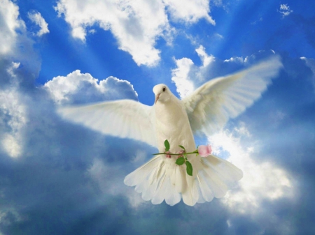 Hope....(it*s not a duplicate) - white dove, birds, hope, sky, animals